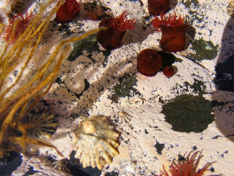 a very clear rockpool showing anemones, limpets and seaweed