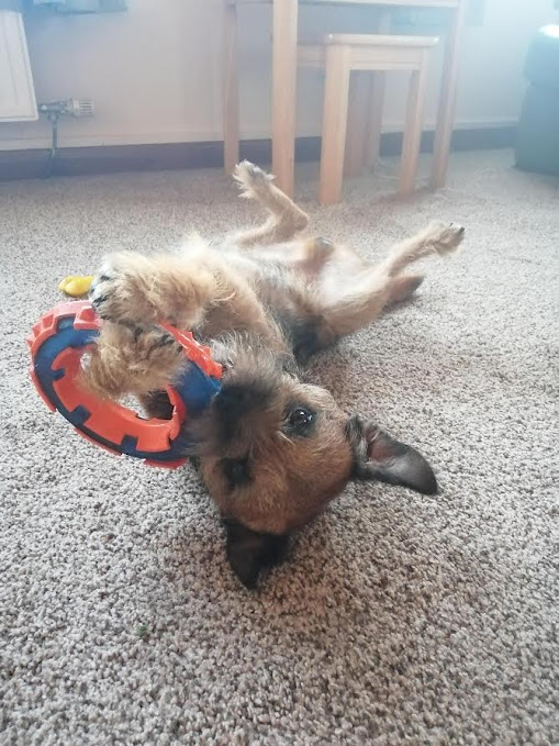 Aksel, the Border Terrier puppy is lying on his back, playing with a toy in the lounge of Apartment 3