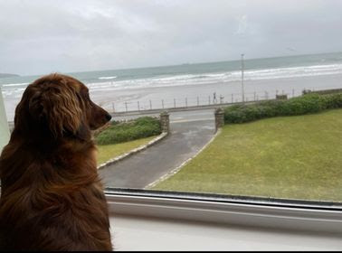 A red, long haired dachshund called Eira, is seen sitting in the window of apartment 2, looking out at the beach