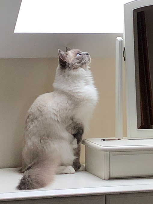 A Birman seal-point cat is sitting on thre dressing table of apartment 4 looking up through a skylight