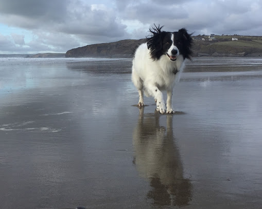 This mainly white, collie cross dog is walking across the beach with his reflection showing in the wet sand